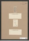 Amphora cuneata Cleve (de-Toni-Nr.: Genus 36, Species 1602) Zeichnungen Sammlung Grunow Nr. 3078 (NHMW-BOT-W0370483)
